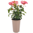 Angebot im toom Baumarkt Vielbach Prospekt toom Baumarkt Vielbach Prospekt mit im Angebot für 9,99 €