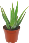 Aloe Vera - GARDENLINE en promo chez Aldi Orléans à 2,79 €