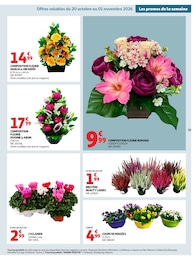 Offre Orchidée dans le catalogue Auchan Hypermarché du moment à la page 59