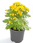 Chrysantheme im Angebot bei Thomas Philipps in Bremerhaven Chrysantheme Angebote bei Thomas Philipps Bremerhaven für 1,39 €