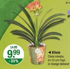 Klivie von  im aktuellen V-Markt Prospekt für 9,99 €