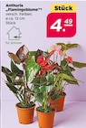 Anthurie "Flamingoblume" Angebote bei Netto mit dem Scottie Potsdam für 4,49 €