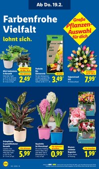 Pflanzen im Lidl Prospekt "LIDL LOHNT SICH" mit 68 Seiten (Chemnitz)