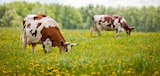 Tilsiter deutscher Schnittkäse bei E center im Otterndorf Prospekt für 1,29 €