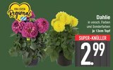Aktuelles Dahlie Angebot bei E center in Augsburg ab 2,99 €