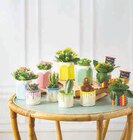 MIXTE KALANCHOE CACTUS en promo chez Super U Niort à 9,98 €