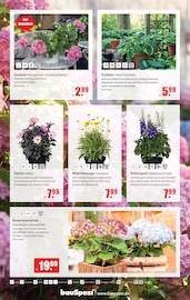 Hortensie im bauSpezi Prospekt in Schwabach Aktueller bauSpezi Prospekt mit Hortensie, "WELTMEISTERLICH GEWINNEN!", Seite 8