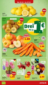 Zimmerpflanzen im Penny Prospekt "Wer günstig will, muss Penny." mit 42 Seiten (Nürnberg)