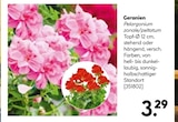 Hellweg - Geranien Angebot im Prospekt Geranien bei Hellweg im Prospekt "" für 3,29 €