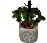 Glücksprimel im aktuellen EDEKA Prospekt