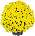 Chrysantheme im Angebot bei Penny in Rostock Chrysantheme Angebote bei Penny Rostock für 1,29 €
