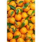 Orange à feuille dans le catalogue Carrefour