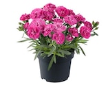 Edelnelke bei Hagebaumarkt im Weilheim Prospekt für 1,99 €