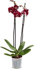 Aktuelle Pflanzen Angebote bei Netto Marken-Discount in Jena Aktuelles Orchidee Angebot bei Netto Marken-Discount in Jena ab 7,99 €