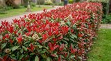 Photinia Red Robin - Carrefour à Aix-en-Provence Photinia Red Robin en promo chez Carrefour Aix-en-Provence à 51,96 €
