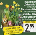 Hyazinthen “Orientalis“ oder Narzissen-Mix  oder Zwiebel-Mix ,,Little Garden“ im aktuellen EDEKA Prospekt für 2,99 €