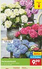 Hortensienbusch Angebote bei Netto Marken-Discount Sankt Augustin für 9,99 €