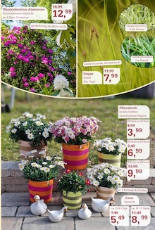 Blumentopf im Garten-Center Nordharz GmbH & Co. KG Prospekt "Wo Farben wachsen und Freude blüht!" mit 16 Seiten (Hildesheim)