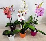 Phalaenopsis 1 tige dans le catalogue Géant Casino