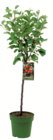 Bio-Obstbäume im Angebot bei toom Baumarkt in Buchholz Bio-Obstbäume Angebote bei toom Baumarkt Buchholz für 19,99 €