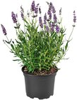 Lavendel im Angebot bei Penny in Rostock Lavendel Angebote bei Penny Rostock für 1,49 €