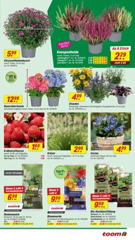 Blumen im aktuellen toom Baumarkt Prospekt (Mainz) Blumen im toom Baumarkt Prospekt "Respekt, wer's selber macht." mit 14 Seiten (Mainz)