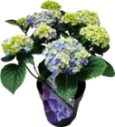 Bauernhortensien-Mix Angebote von FloraSelf bei Hornbach Voerde für 14,95 €