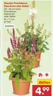 Stauden Prachtkerze im Angebot bei Netto Marken-Discount in Nordhorn Stauden Prachtkerze Angebote bei Netto Marken-Discount Nordhorn für 4,99 €