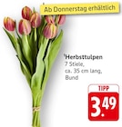 Herbsttulpen Angebote bei EDEKA Wiesbaden für 3,49 €