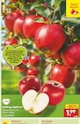 Apfel rot von Lieblings im aktuellen Netto Marken-Discount Prospekt für 1,99 €