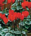 Super U Lyon - Promo Cyclamen Promo Cyclamen à 2,49 € dans le catalogue Super U à Lyon