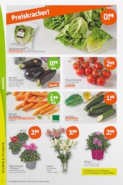 Ähnliche Angebote wie Blumenzwiebeln im Prospekt "tegut… gute Lebensmittel" auf Seite 4 von tegut in Frankfurt