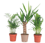 Zimmerpflanzen im Netto Marken-Discount Prospekt Kleine Zimmerpalmen, Mini Indoor Palm Mix im aktuellen Netto Marken-Discount Prospekt für 21,99 €