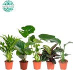 MIX DE PLANTES VERTES - SANS MARQUE en promo chez Auchan Hypermarché Bordeaux à 8,49 €