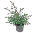 Eukalyptus für 5,99 € bei Penny im Angebot Eukalyptus im aktuellen Penny Prospekt