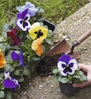 BARQUETTE DE 6 PENSÉES OU VIOLA CORNUTA en promo chez Truffaut Colombes à 3,49 €