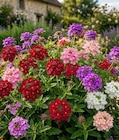 Promo Verveine Fleurie à 2,59 € dans le catalogue Point Vert à Tarbes