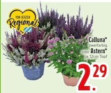 Calluna zweifarbig für 2,29 € bei EDEKA im Angebot Calluna zweifarbig im aktuellen EDEKA Prospekt