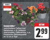 Angebot im EDEKA Grimma Prospekt EDEKA Grimma Prospekt mit im Angebot für 2,99 €