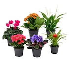 Plantes vertes ou fleuries - Carrefour à Versailles Plantes vertes ou fleuries en promo chez Carrefour Versailles à 1,50 €