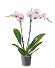 Orchidée 2 tiges en promo chez Lidl Orchidée 2 tiges dans le catalogue Lidl