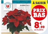 Poinsettia - U en promo chez Super U Poinsettia - U dans le catalogue Super U