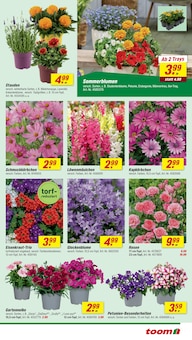 Blumen im aktuellen toom Baumarkt Prospekt (Mannheim) Blumen im toom Baumarkt Prospekt "Respekt, wer's selber macht." mit 30 Seiten (Mannheim)