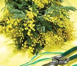 Bouquet 300 grammes mimosa en promo chez Intermarché Tours à 4,99 €