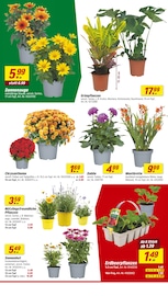 Sonnenblume im toom Baumarkt Prospekt in Frankfurt Aktueller toom Baumarkt Prospekt mit Sonnenblume, "Respekt, wer's selber macht.", Seite 4