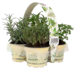 Mediterraner Kräutermix von  im aktuellen Pflanzen Kölle Prospekt für 7,99 €