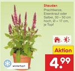 Stauden Angebote bei Netto Marken-Discount Trier für 4,99 €