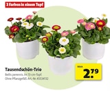 Tausendschön-Trio bei Hagebaumarkt im Marktredwitz Prospekt für 2,79 €