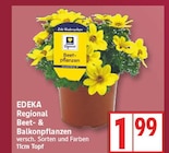 Beet- & Balkonpflanzen von EDEKA Regional im aktuellen EDEKA Prospekt