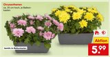 Chrysanthemen im Angebot bei Netto Marken-Discount in Ludwigshafen Chrysanthemen Angebote bei Netto Marken-Discount Ludwigshafen für 5,99 €